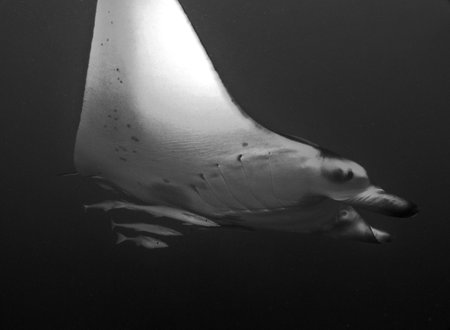 Manta ray in Arabian sea, Baa Atoll, Maldives, underwater photograph