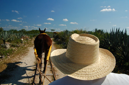 Horsedrawn tram in Merida, Mexicoの写真素材