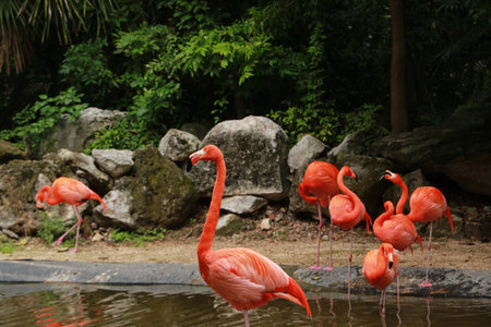 American flamingo in Yucatan Peninsula, Mexicoの写真素材