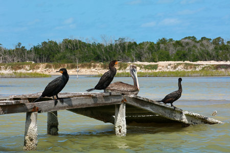 Brown pelican and Double-crested cormorant in Rio Lagartos Biosphere Reserve, Yucatan, Mexico