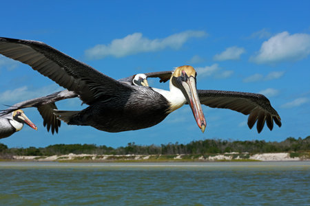 Brown Pelican (Pelecanus occidentalis) in flight. Rio Lagartos Biosphere Reserve, Yucatan, Mexicoの写真素材