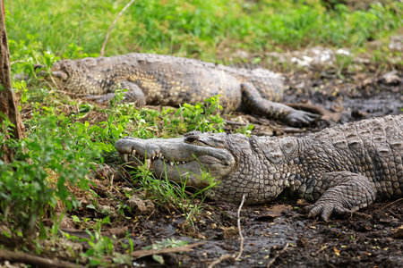 Morelet's crocodile in Rio Lagartos Biosphere Reserve, Yucatan, Mexicoの写真素材