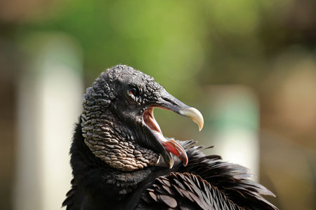 Black Vulture in Rio Lagartos Biosphere Reserve, Yucatan, Mexicoの写真素材