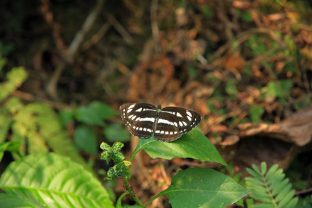 Butterfly on leaf in the forest. (Papilio machaon), Zebra butterfly, Pokhara, Nepalの写真素材