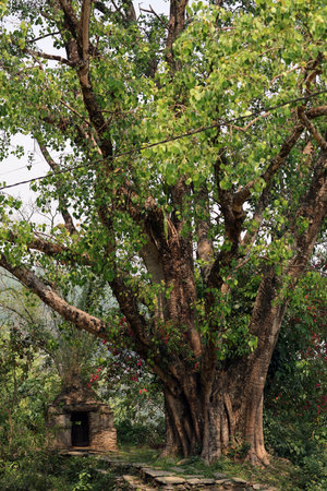 Buddhist shrine in the forest near Pokhara, Nepal