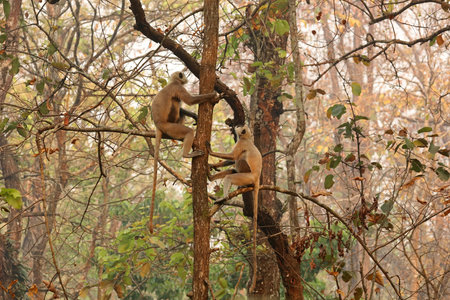 Monkeys on a tree in the forest, Gray langurs in Chitwan National Park, Nepalの写真素材