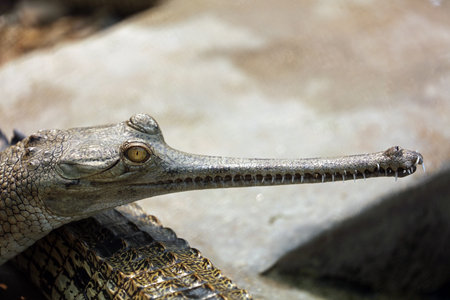 Gharial crocodile in Chitwan National Park, Nepalの写真素材