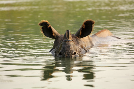 Indian rhinoceros swimming in the river, Chitwan National Park, Nepalの写真素材