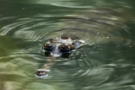 Gharial crocodile in Chitwan National Park, Nepal