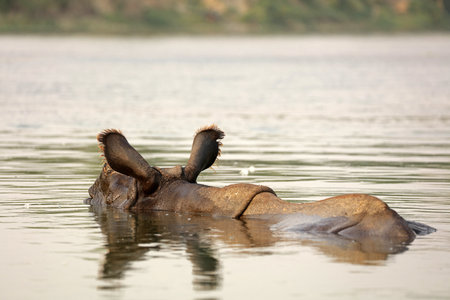 Indian rhinoceros swimming in the river, Chitwan National Park, Nepalの写真素材