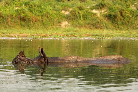 Indian rhinoceros swimming in the river, Chitwan National Park, Nepalの写真素材