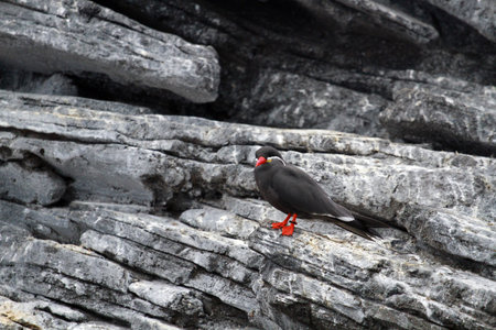 A Black Tern on a rockの写真素材