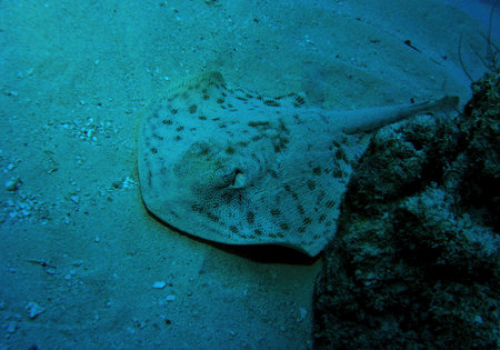 Yellow Stingray in Caribbean Sea near Cozumel Island, Mexico