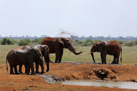 Elephant sprays itself with water at a watering hole in Tsavo National Park, Kenyaの写真素材