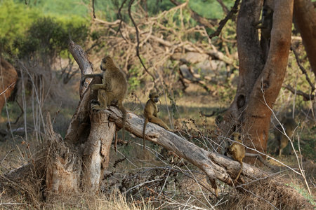 Monkeys in the Okavango Delta, Botswana, Africa