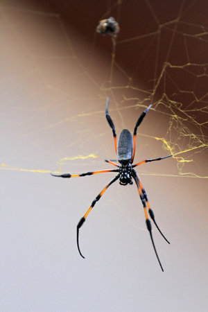 Spider on a spider web in the garden. Macro photography of insect. Golden silk orb-weaver spider,...