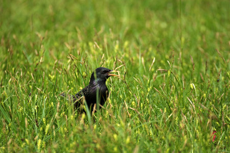 Starling (Sturnus vulgaris) in the grass.の写真素材