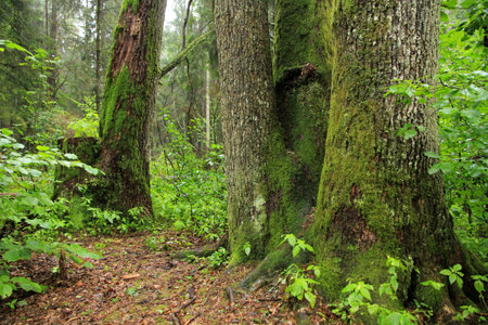 Old trees in the forest with moss on them and leaves on the ground