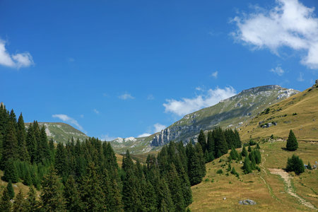 Mountain landscape with coniferous forest and blue sky in summer. Landscape of Bucegi Mountains in...