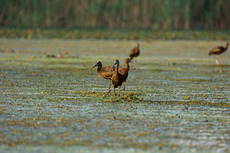 Flock of glossy ibises in the Danube Delta, Romania