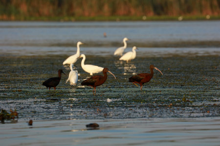 Flock of little egrets and glossy ibis in the Danube Delta, Romagna