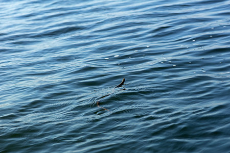 Dice snake in Danube delta, Romaniaの写真素材