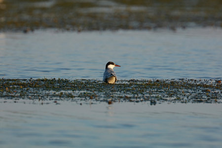 Common Tern, Danube Delta, Romagna