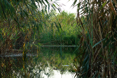 Landscape with water rushes in the Danube Delta, Romania