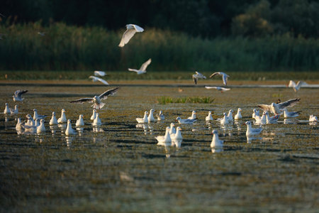 Flock of black-headed gull in the Danube Delta, Romania