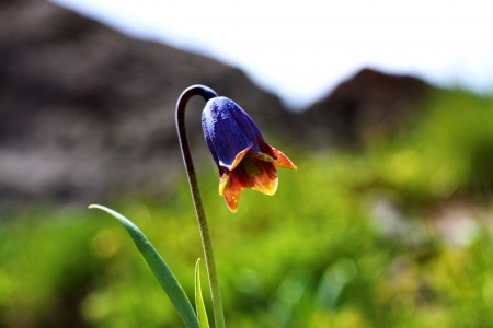 Reverse Flowerの写真素材