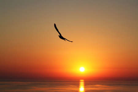 Bird and Sunset