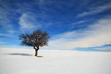 Tree in Winterの写真素材