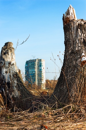 Theme of environment, and plant something! It's felled tree in the background of a multistory building - a symbol of environmental protection.の写真素材