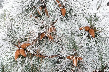 Close-up of Pine cones on branches with snow as a background