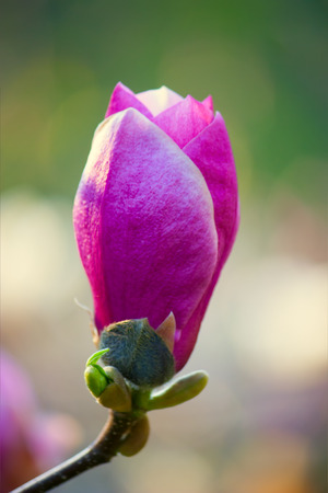 purple magnolia bud of spring blurred backgroundの写真素材