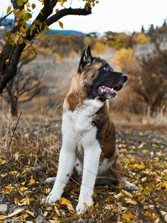A beloved friend, an American dog Akita, sits under a tree on an autumn evening and looks up with interest somewhereの写真素材