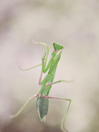 Praying mantis, Praying mantis religiosa