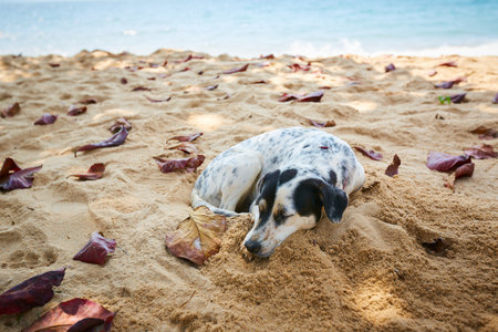 Dog lying on the sand with autumn leaves on the beach in Thailandの写真素材
