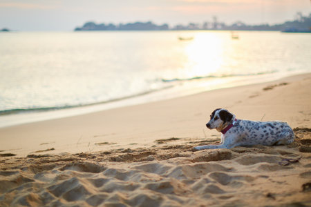 Dog on the beach at sunset in the evening. Jack Russell Terrierの写真素材