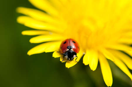 ladybugの写真素材