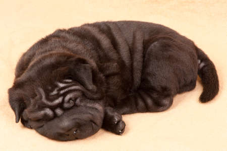 sharpey dogの写真素材