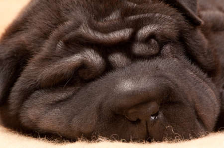 small sleeping dog sharpeyの写真素材