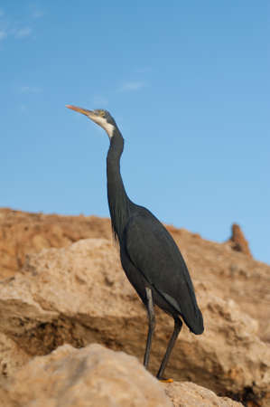 image of dark heron on the stones in egyptの写真素材