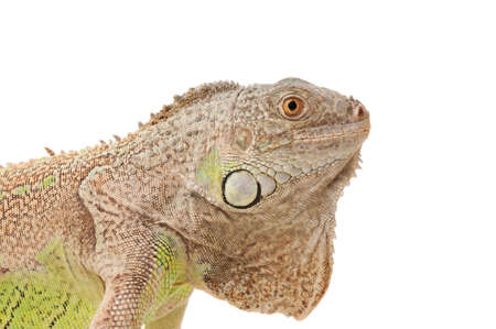 green iguanaの写真素材