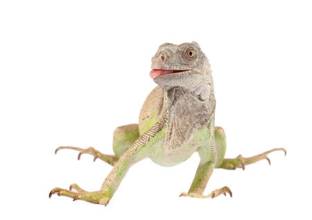 green iguanaの写真素材