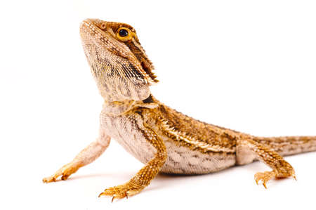 one agama bearded on white backgroundの写真素材