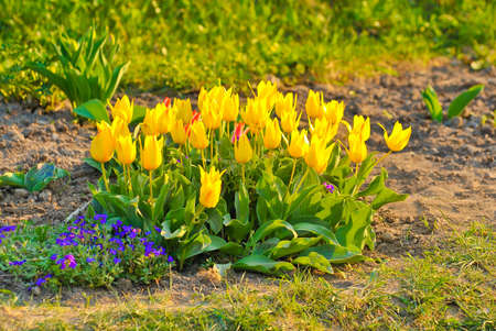 image of tulips flowers in the parkの写真素材