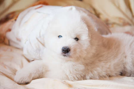 one samoed puppy whiteの写真素材