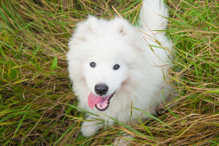 one samoed puppy whiteの写真素材