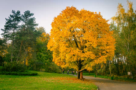 some autumn leaves on  the treesの写真素材